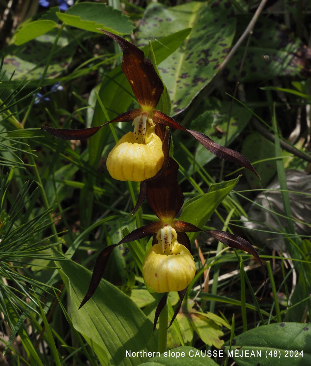 Orchid, Lady's Slipper flower